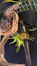 MEDUSA WATCH